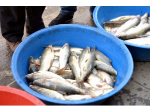 Botan Balığına Rağbet