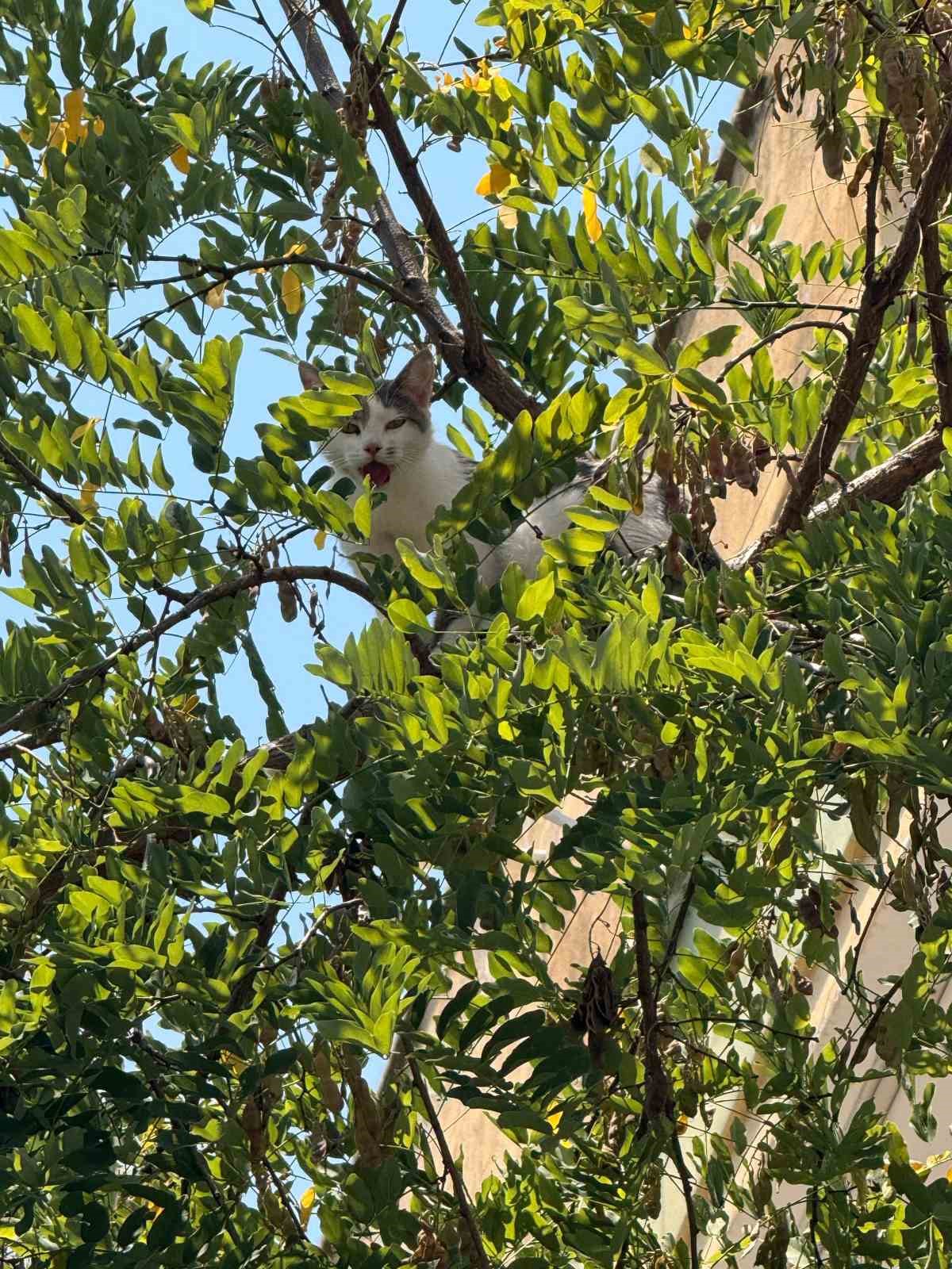 antalya-da-agactan-inemeyen-kedi-vinc-yardimiyla-kurtarildi