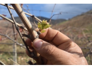 Üzüm Asmaları Kış Ortasında Filizlendi