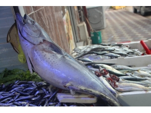 20 Kiloluk Dev Orkinos İlgi Odağı Oldu