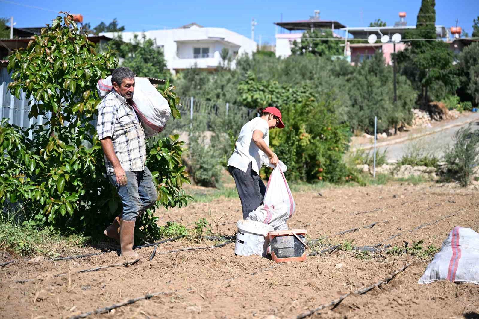 mersin-de-ureticilere-10-bin-enginar-yumrusu-destegi