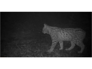 Ordu Yaban Hayatında Sürpriz