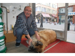 Sokak Köpeğine 3 Yıldır Dükkanında Bakıyor