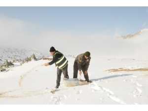 Şırnak’ta Hayvanlar İçin Yem Bırakıldı