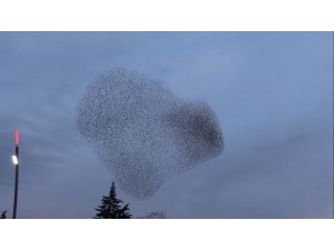 Uşak’ta Sığırcık Kuşlarından Gökyüzü Gösterisi