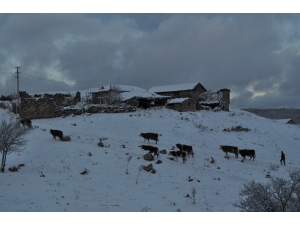 Kış Şartlarında Zorlu Hayvan Bakımı