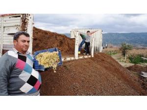 Sarıgöl’ün Üzüm Bağlarında Doğal Gübre Kullanılıyor