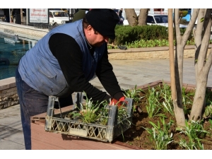 Mevsimlik Çiçekler Alaşehir’in Her Yanında