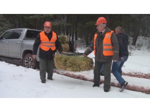 Kütahya’da Geyik Ve Ceylanlar İçin Doğaya Yem Bırakıldı