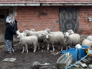 İmkansızlıklar İçerisinde Hayvancılık Yaparak Geçimini Sağlıyor