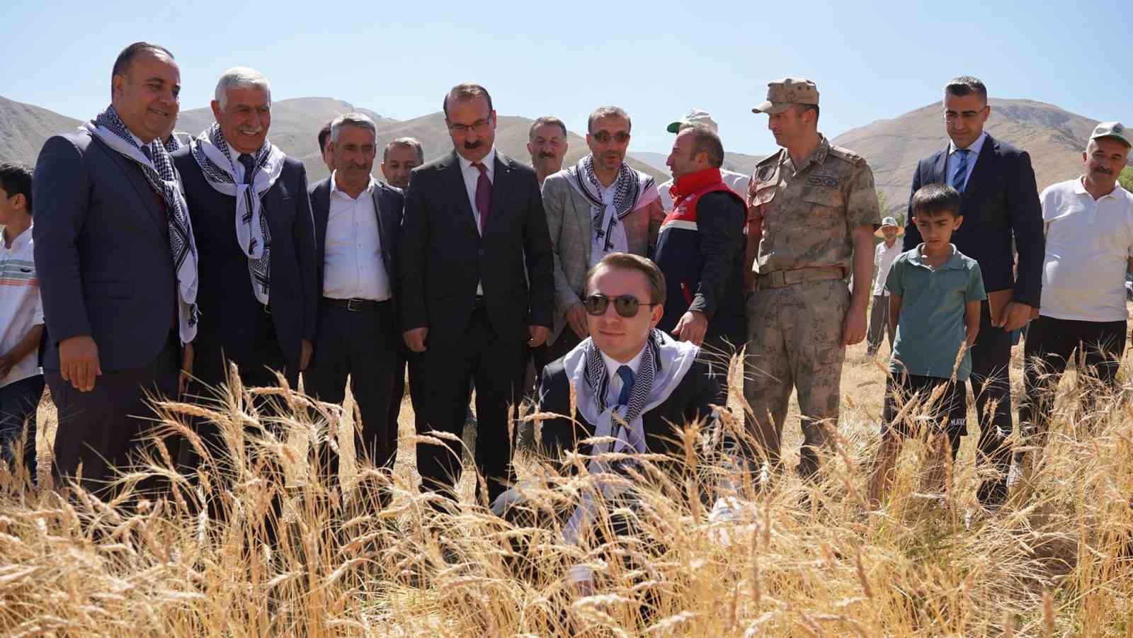 yuksekova-kaymakami-volkan-hulur-buyukciftlik-te-bugday-hasadina-katildi