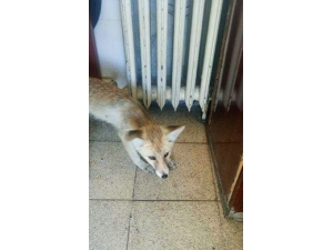 Karayolları 126. Şube Şefliğinin Davetsiz Misafiri Tilki