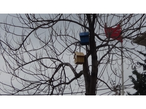 Batman’da Ağaçlara Kuş Yuvaları Konuldu