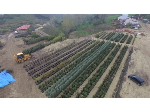 Başiskele Belediyesi Kendi Fidanlarını Yetiştiriyor