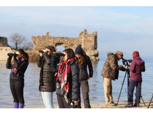 Aydın’ın Sulak Alanlarında Su Kuşlarının Sayımı Yapıldı