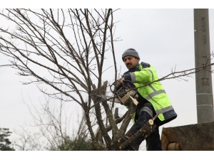 Başiskele’de Ağaç Budama Çalışmaları Devam Ediyor