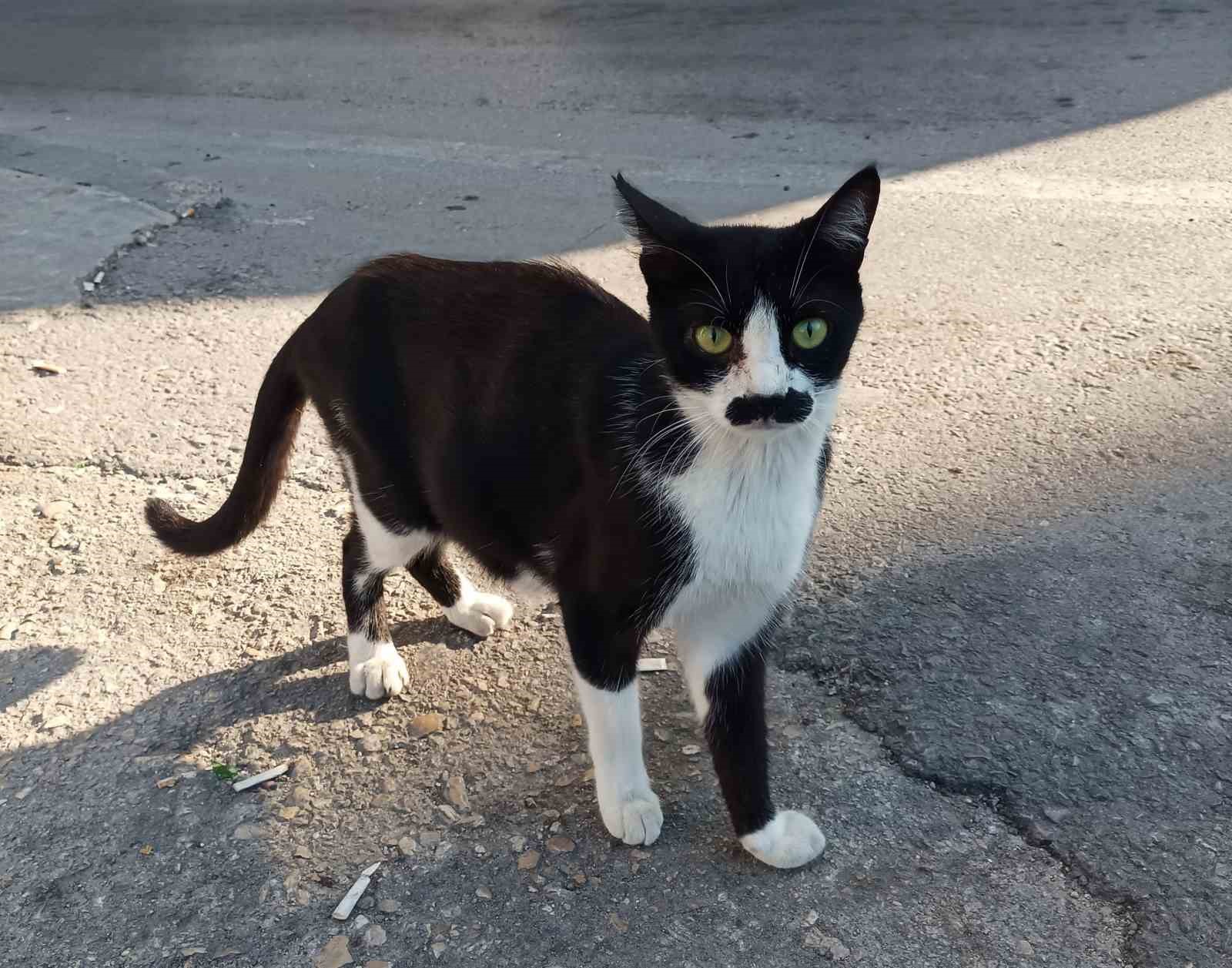 pala-biyikli-kedi-gorenlerin-dikkatini-cekiyor