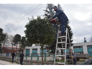 Düzce’de Ağaçların Kışlık Bakımı Yapılıyor