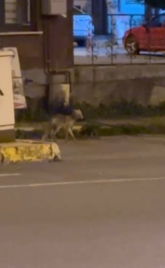ardahan-da-gece-sehre-inen-tilki-kamerada