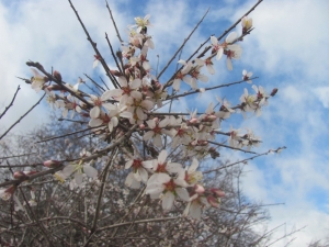 Ocak Ayında Çiçek Açan Badem Ağaçları, Üreticiyi Düşündürüyor
