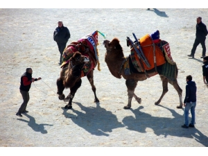 210 Güreşçi Deve Arenaya Çıktı