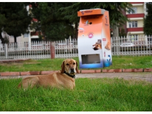 Geri Dönüşüm Materyalleri Hayvanlar İçin Yemeğe Dönüşüyor
