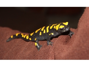 Adana’da Nesli Tükenmekte Olan "Semender" Bulundu