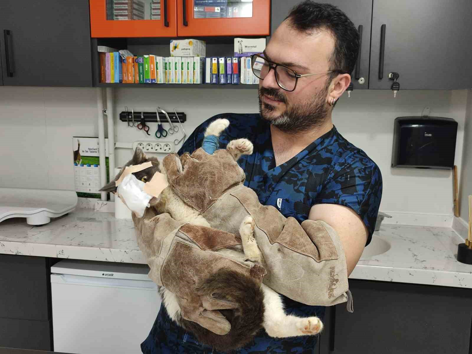 kesan-da-yuzundeki-tumor-alinan-kedinin-yuzune-canli-deri-flebi-tasindi