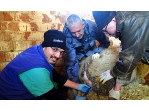 Et Üretimi Süngerleme İle Artacak