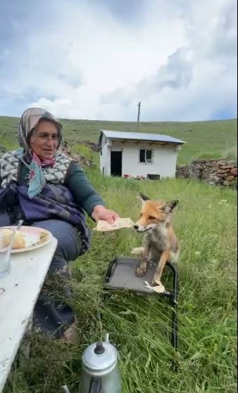 yaylada-sedriye-ninenin-sofrasina-oturan-tilki-ikram-edilen-ekmegi-yemedi