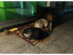 Banka Önünde Sokak Köpekleri İçin Sıcak Yuva