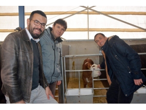 Kırmızı Ette İthalatın Önüne Embriyo Transferi İle Geçilecek