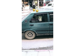 Otomobilin Arka Koltuğuna İnek Yavrusu Bindirdi