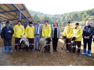 Sakız Koçları Yetiştiriciye Dağıtıldı