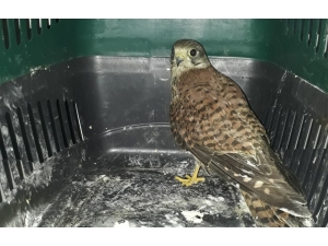 Yaralı Atmaca Koruma Altına Alındı