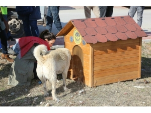 Odunpazarı’nda Sokaktaki Canlar Evsiz Kalmadı