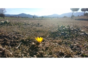 Baharın Habercisi Çiğdemler Açtı