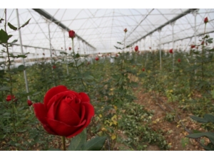 Samsun’da Yılda 368 Bin Gül Üretiliyor