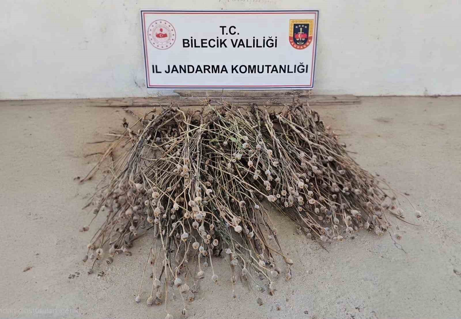 bilecik-te-izinsiz-ekilen-136-kok-hashas-ele-gecirildi