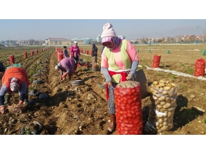 Ödemiş’te Patates Hasadı Sürüyor