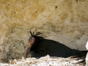 2001’de 42 Olan Kelaynak Sayısı 240’a Ulaştı