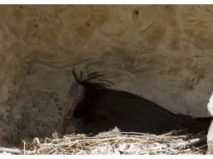 Kelaynak Sayısı 16 Yılda 42’den 240’a Ulaştı