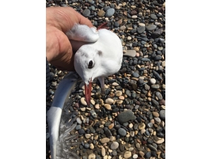 Olta İğnelerine Takılan Martıyı Vatandaş Kurtardı