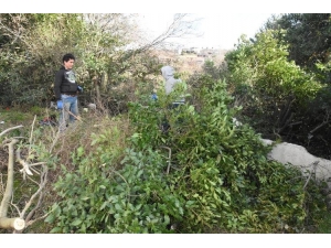 Sinop’ta Defne Yaprağı Gelir Kapısı Oldu