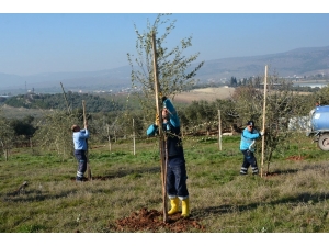 Dikilen Ağaçlar Vatandaşın Ekonomisini Canlandıracak