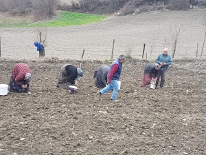 Sarımsak Var, Rağbet Yok