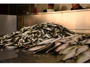 Yüksek Fiyat Balık Satıcılarını Vurdu