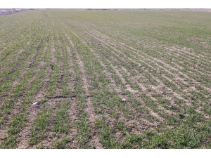 Hububat Ürünleri Filizlendi Yağmur Bekleniyor