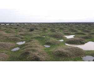 Ak Partili Ceylan: "Türkiye’de Van Gölü Kadar Bir Sulak Alan 1950 Yılından Sonra Yok Edildi"