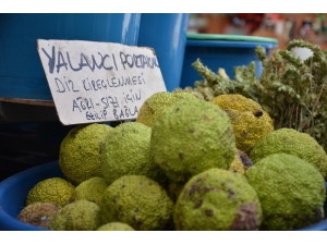 Adı Yalancı Kendi Şifalı